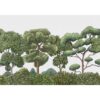 PAPEL GREEN FOREST