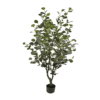 ÁRBOL EUCALIPTO